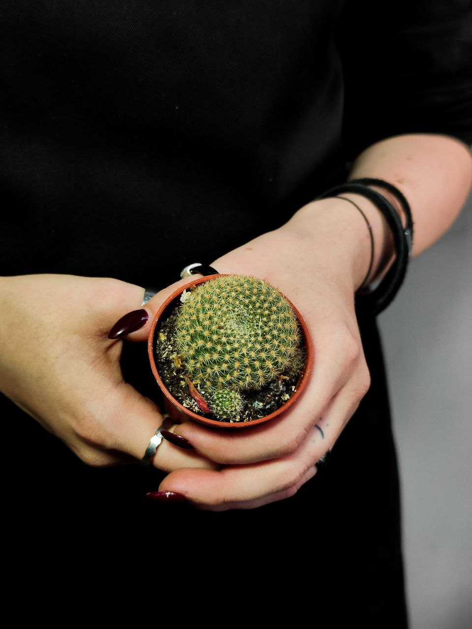 Кактус Ребуция Краинциана, Красная (Rebutia Krainziana) D5см