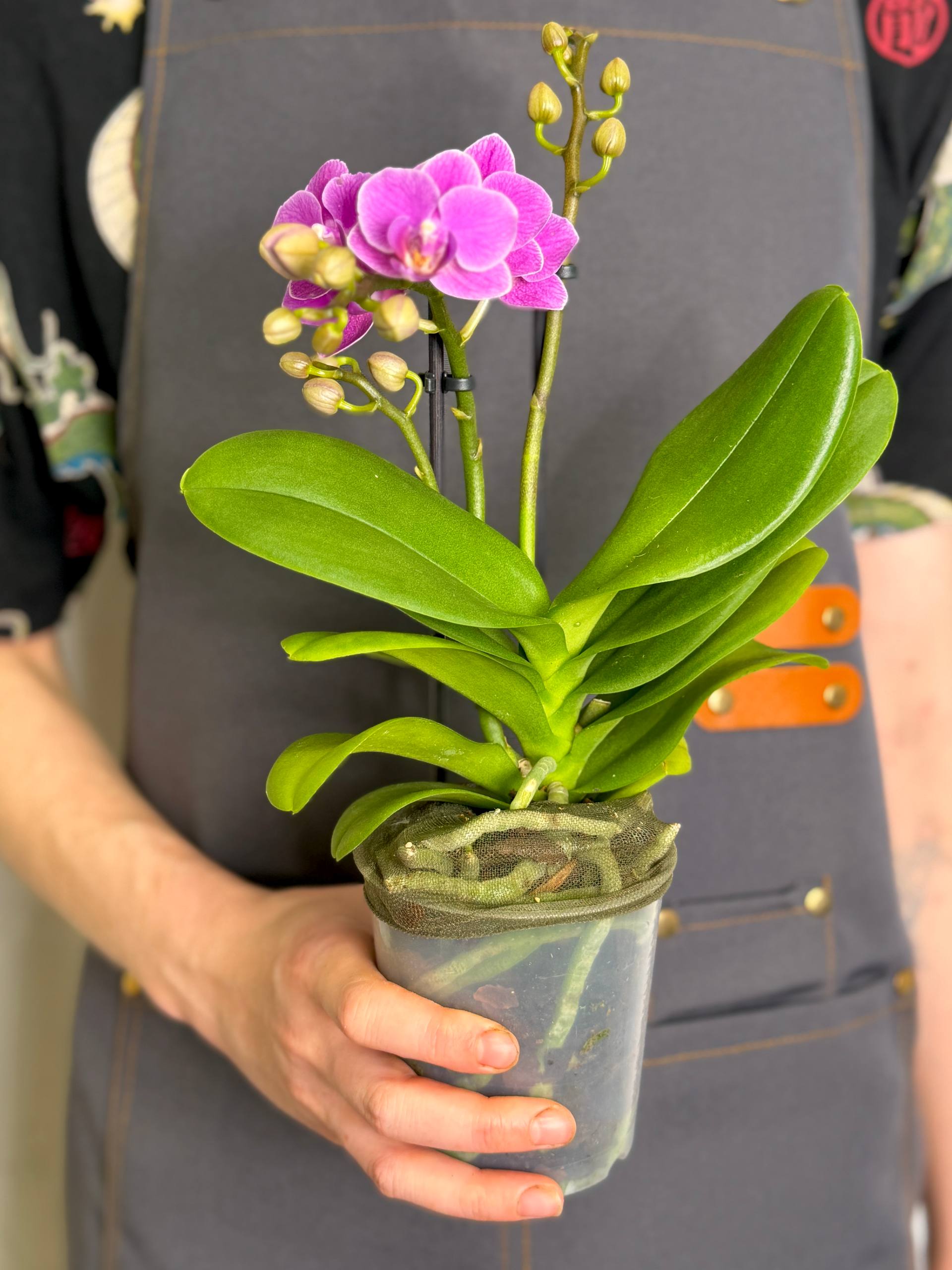 Орхидея Фаленопсис Мини Светло - Фиолетовая (Phalaenopsis Multiflora Light Purple) D9см