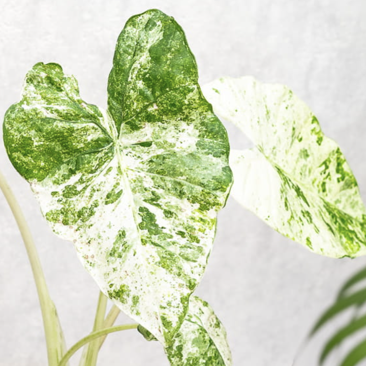 Алоказия Одора Батик Вариегатная (Alocasia Odora Batik Vareigata) D6см