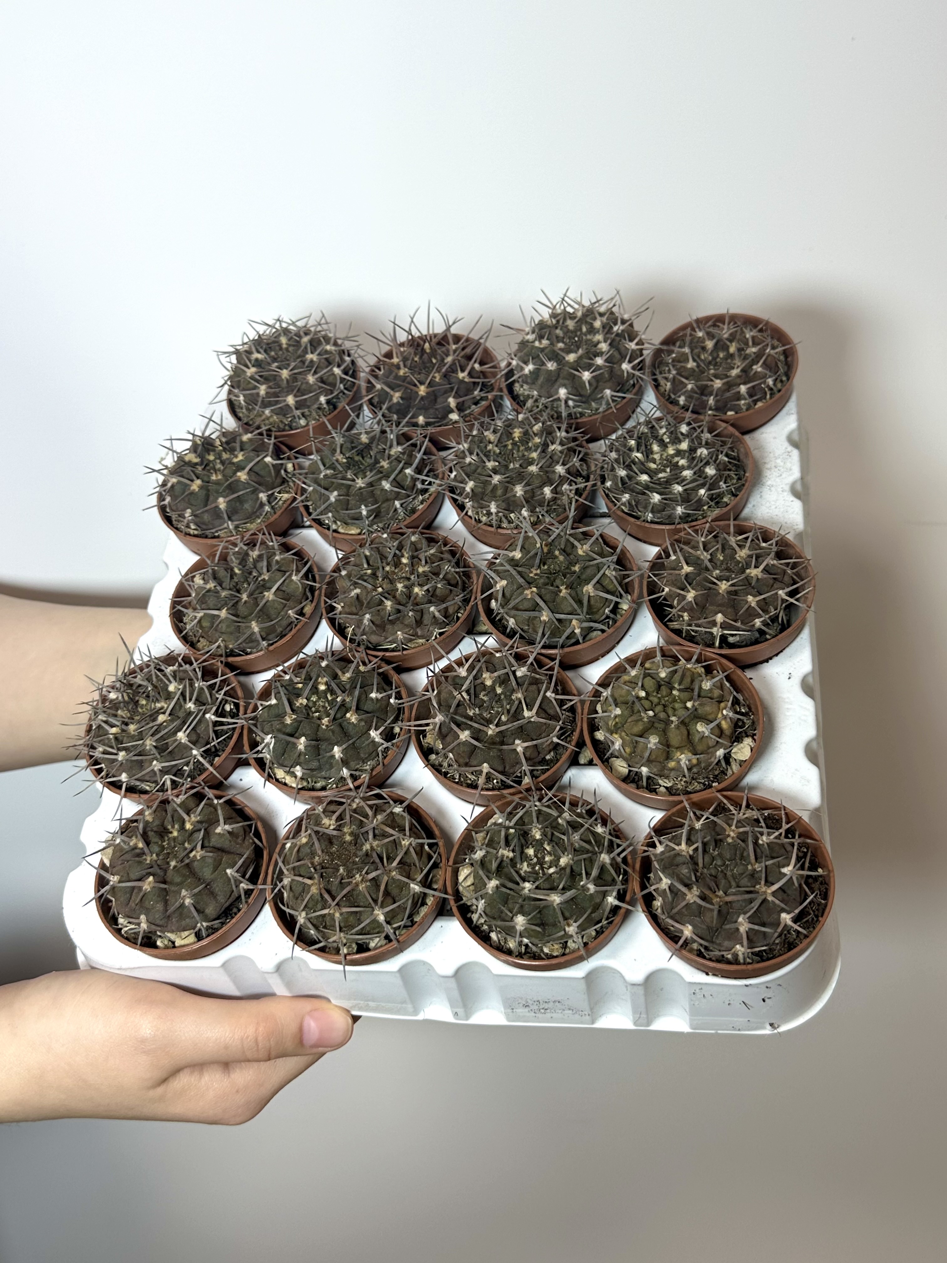 Гимнокалициум Борти Ноголенсе (Gymnocalycium Borthii Nogolense) D5см