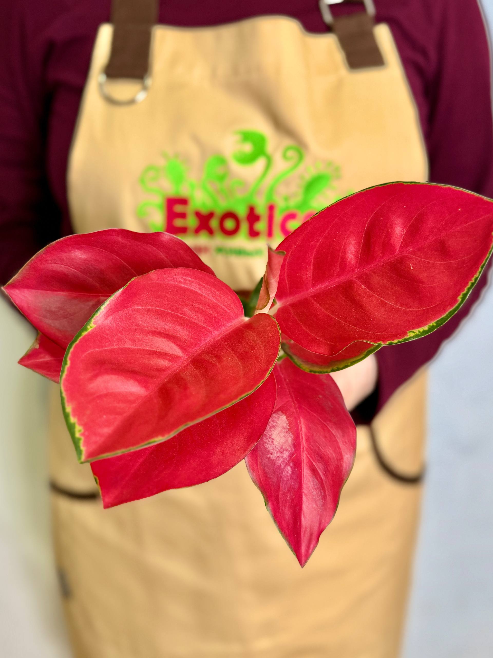 Аглаонема Чайна Ред (Aglaonema China Red) D10см