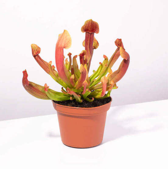 Саррацения Марун (Sarracenia Maroon) D9см