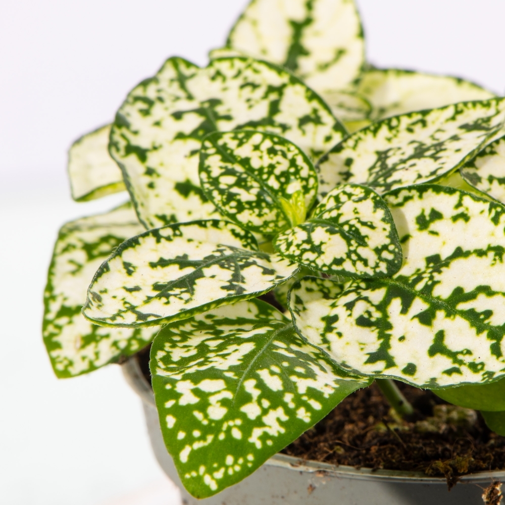 Гипоэстес Листоколосковый Вайт (Hypoestes Phyllostachya White) D6см