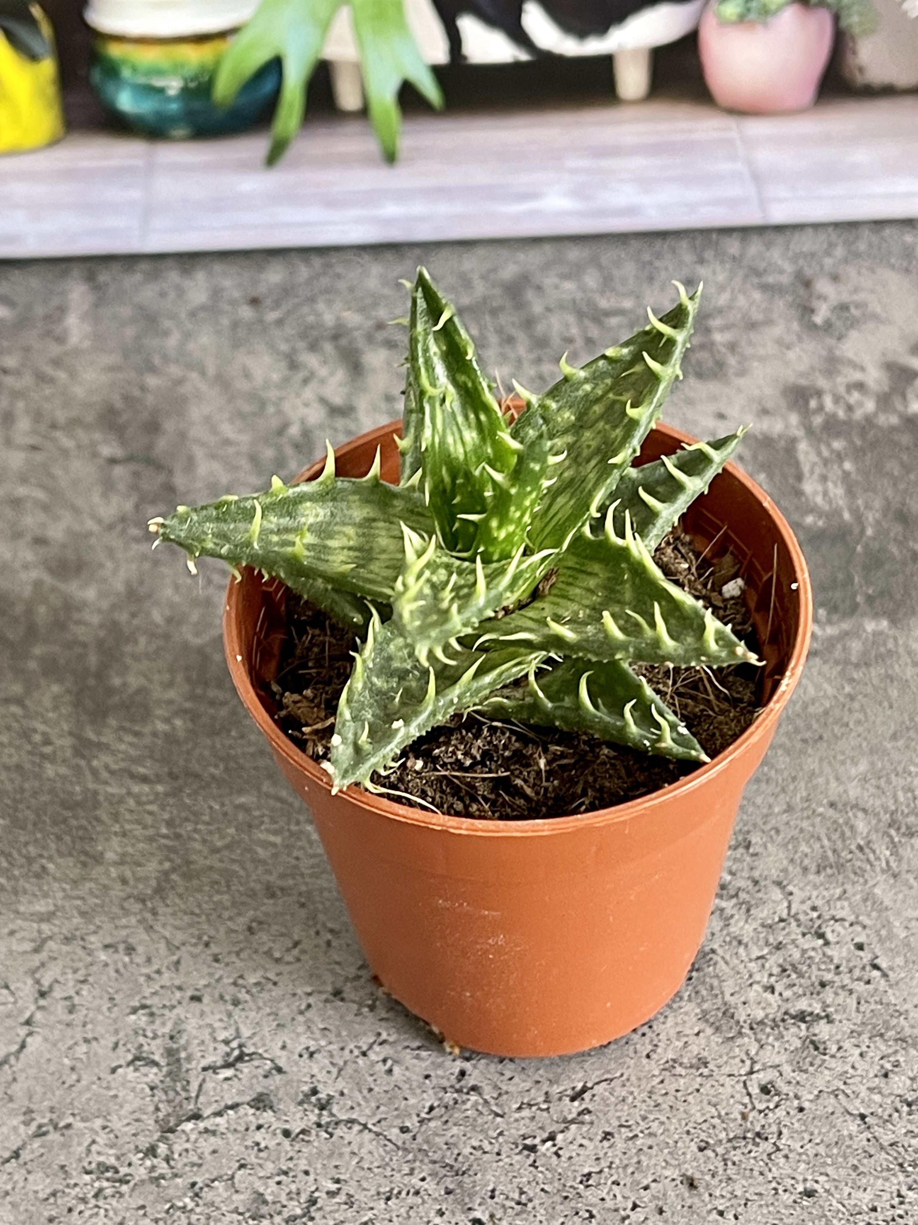 Алоэ Оттопыренное Мини (Aloe Squarrosa Mini) D5см