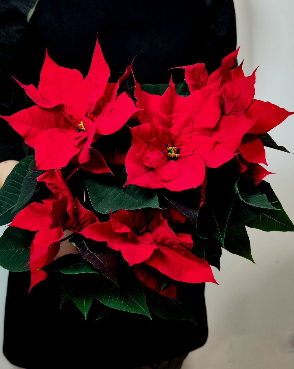 Пуансеттия Фрея Красная (Poinsettia Freya Red) D13см