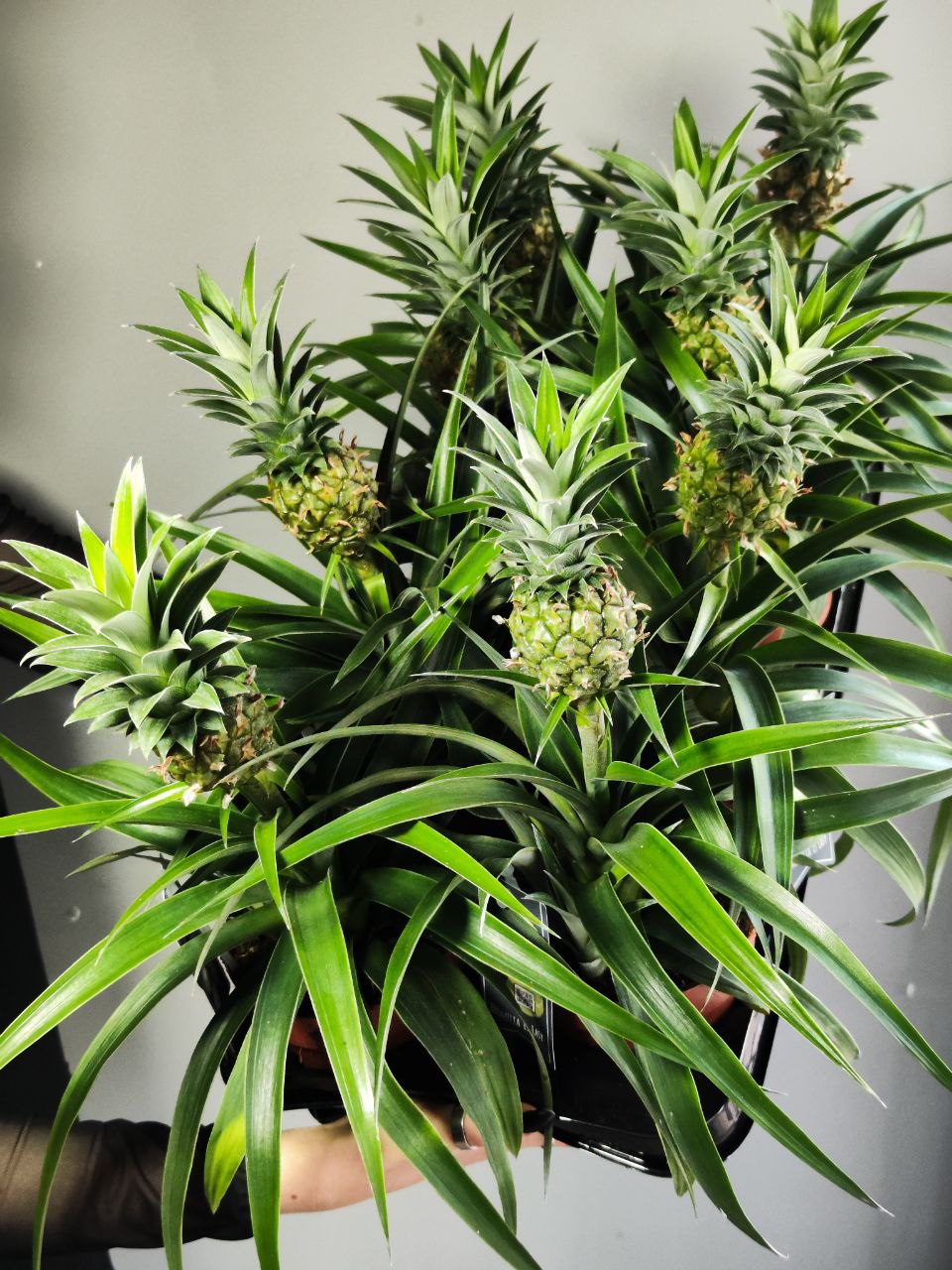 Ананас Корона (Ananas Corona) D12см