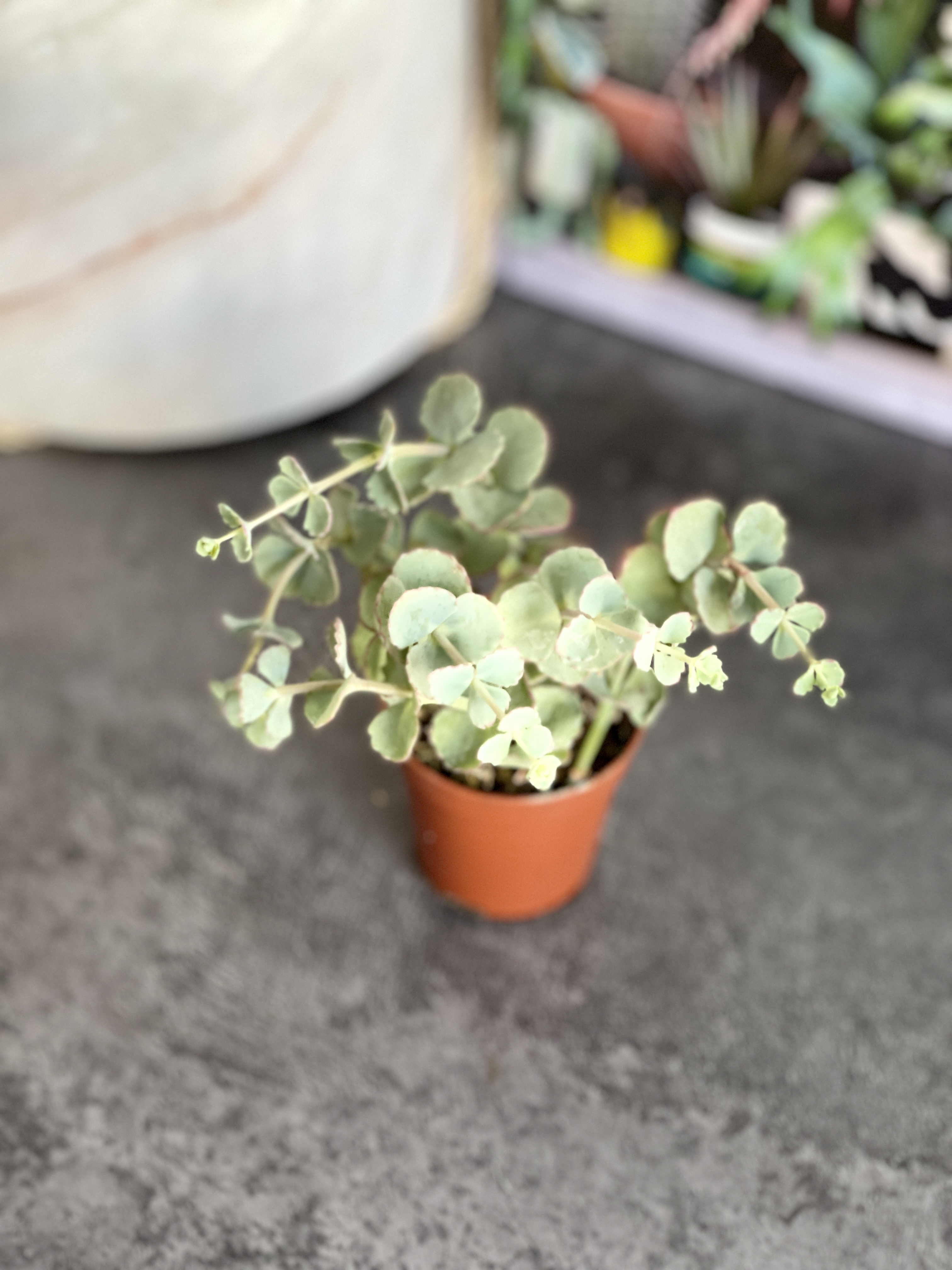 Седум Зибольда (Sedum Sieboldii) D5см