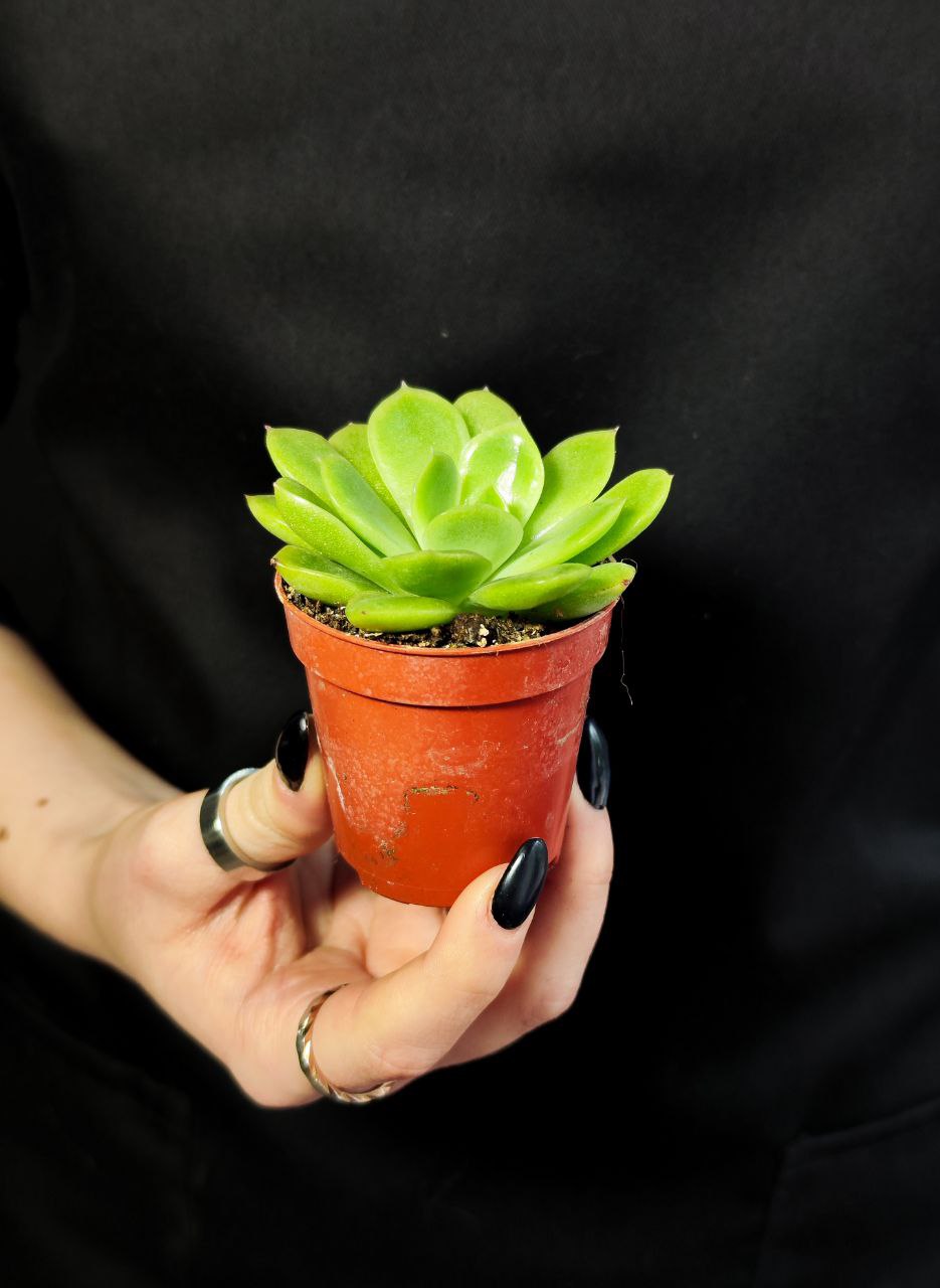 Эхеверия Гилва Грин (Echeveria Gilva Green) D5см