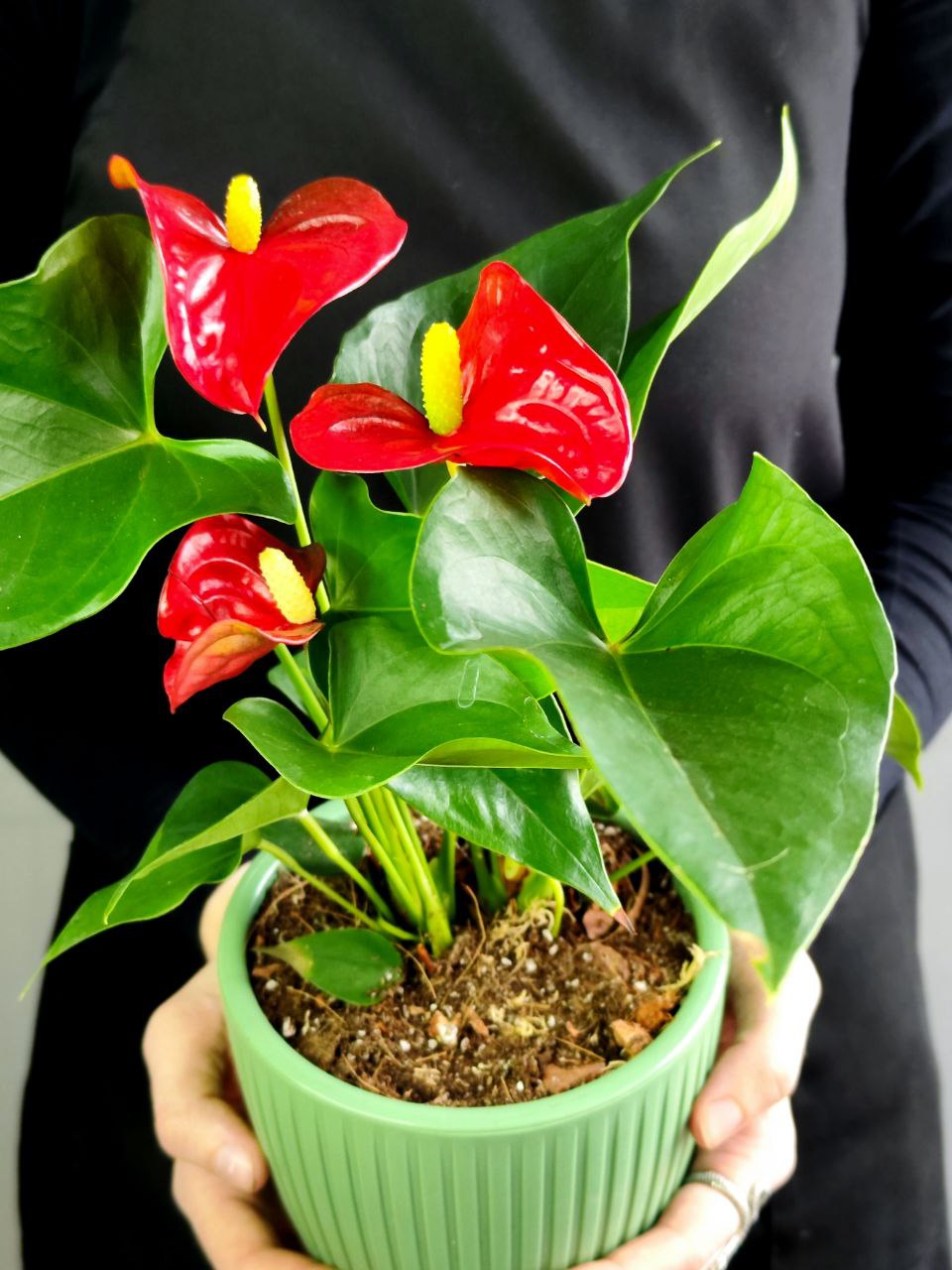 Антуриум Андре Микс (Anthurium Аndraeanum Mix), пересаженный D12см