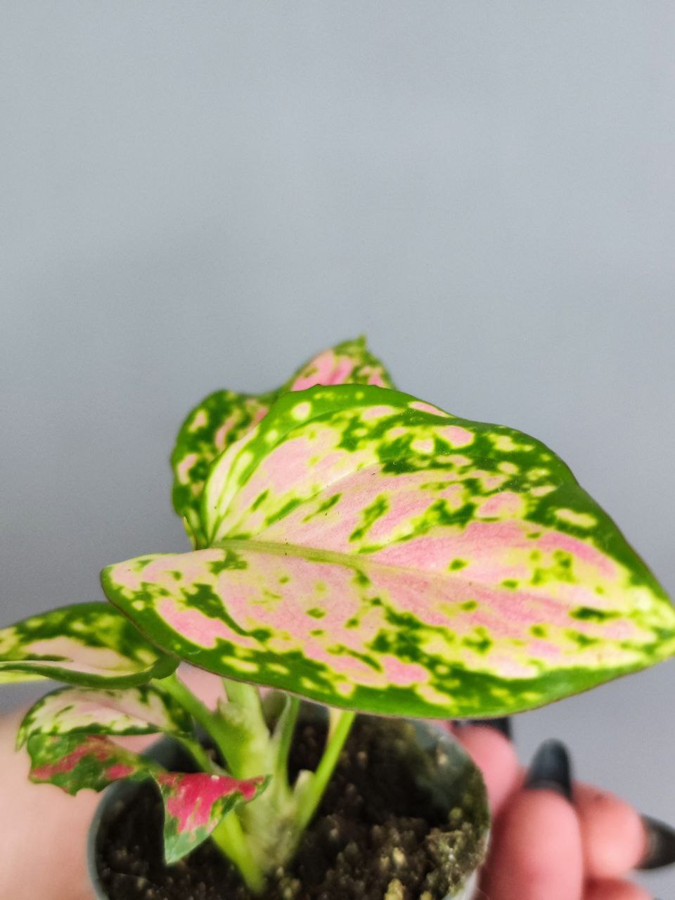 Аглаонема Ред Валентин, или Ред Валентайн (Aglaonema Red Valentine) D6см