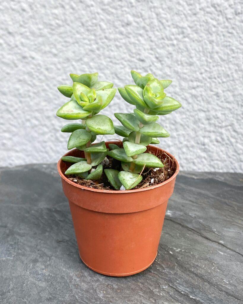 Крассула Рупестрис Грин (Crassula Rupestris Green) D5см