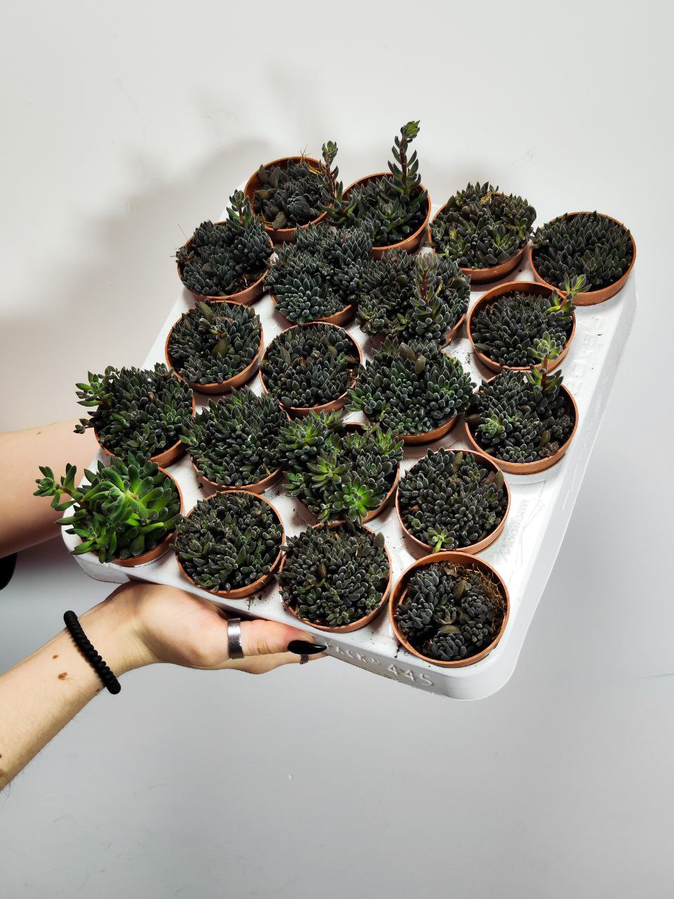 Синокрассула Юннаньская (Sinocrassula Yunnanensis) D5см