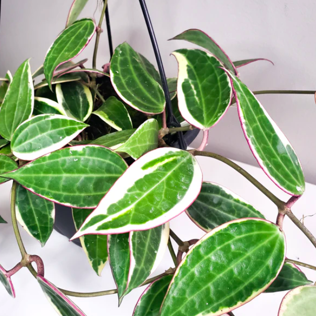 Хойя Латифолия Альбомаргината (Hoya Latifolia Albomarginata) D10см