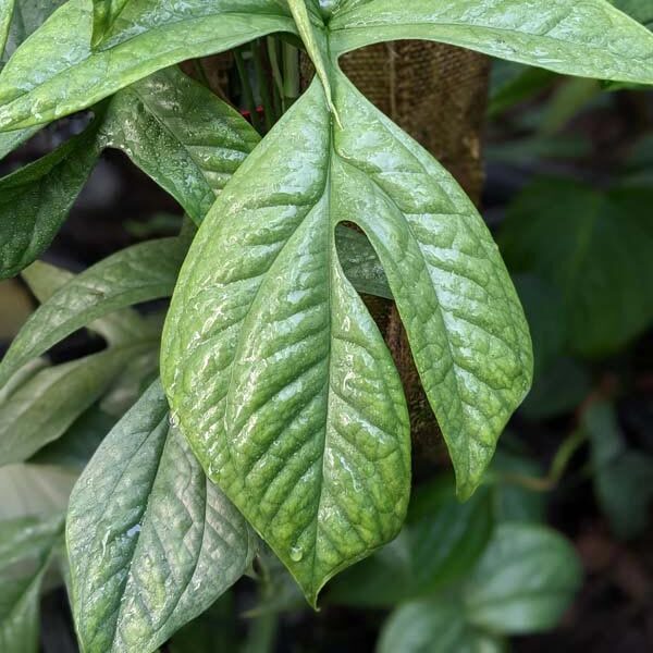 Монстера Амидриум Медиум Сильвер (Monstera Amydrium Medium Silver) D6см
