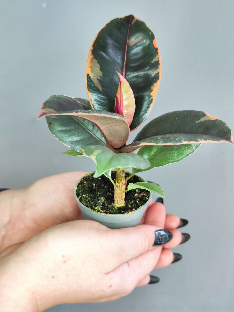 Фикус Эластика Белиз (Ficus Elastica Belize) D6см