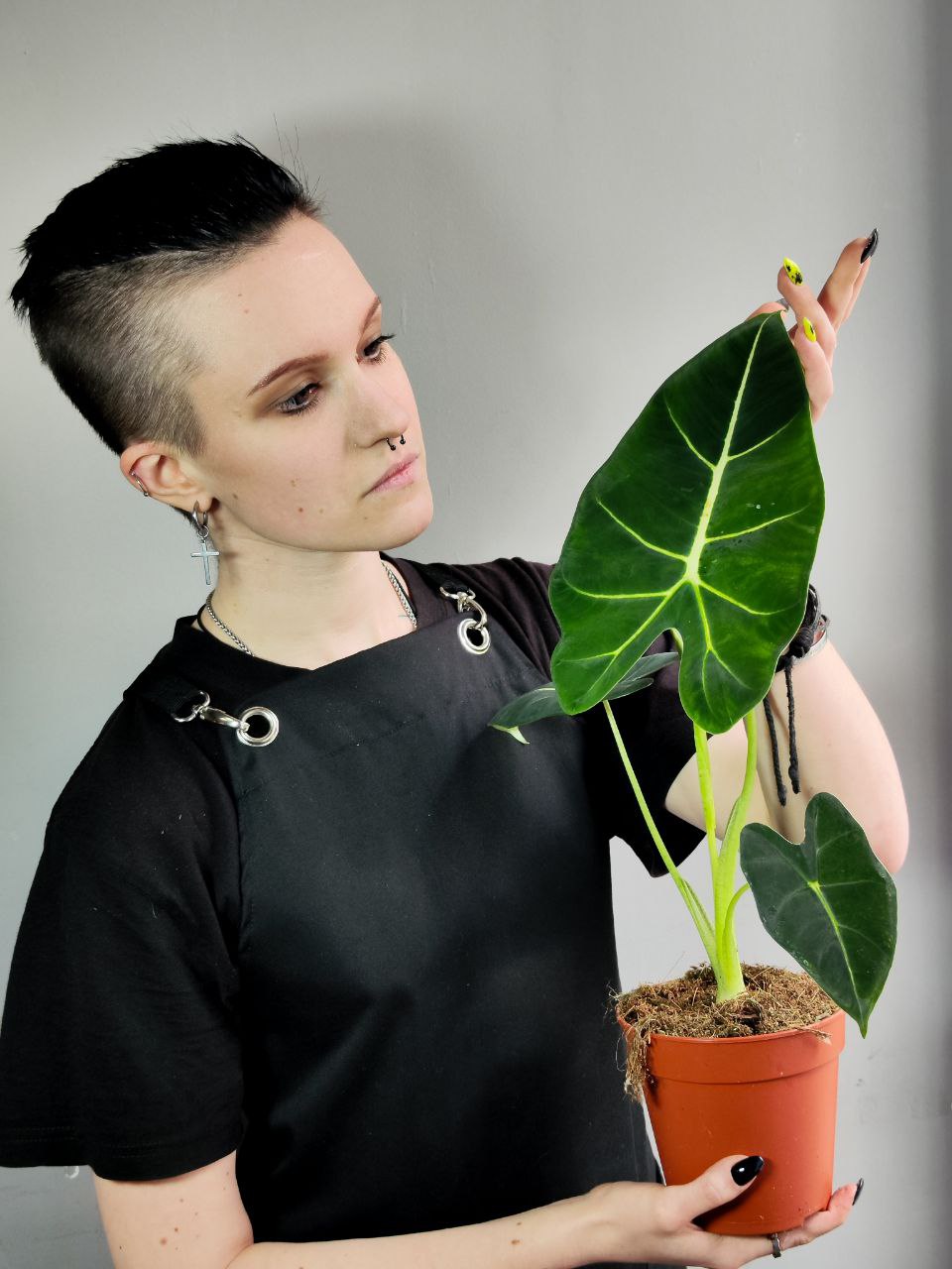 Алоказия Мишольца Фрайдек (Alocasia Frydek) D12см