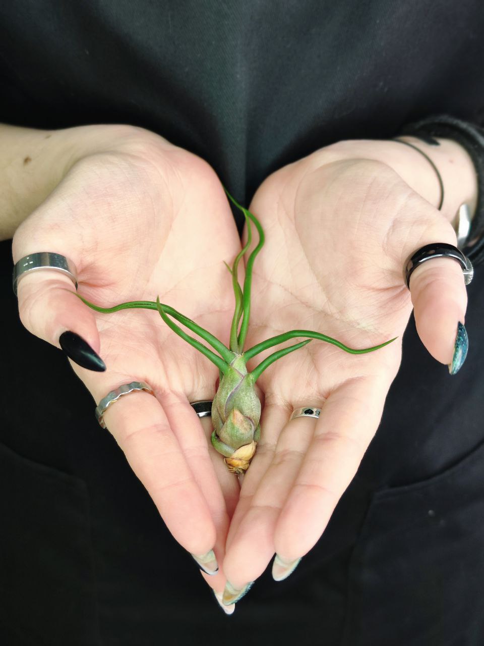 Тилландсия Бульбовидная (Tillandsia Bulbosa)