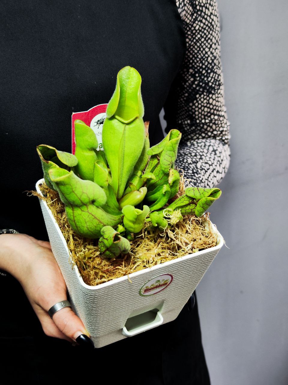 Саррацения Веноза Зеленая (Sarracenia Venosa Green) пересаженная D12см