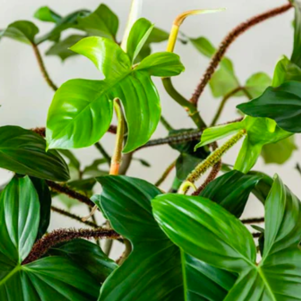 Филодендрон Сквамиферум (Philodendron Squamiferum) D6см