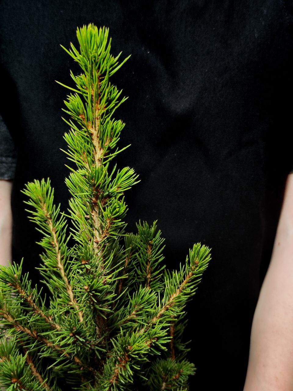 Ель Глаука Коника (Picea Glauca Conica) D9см, живая елка в горшке