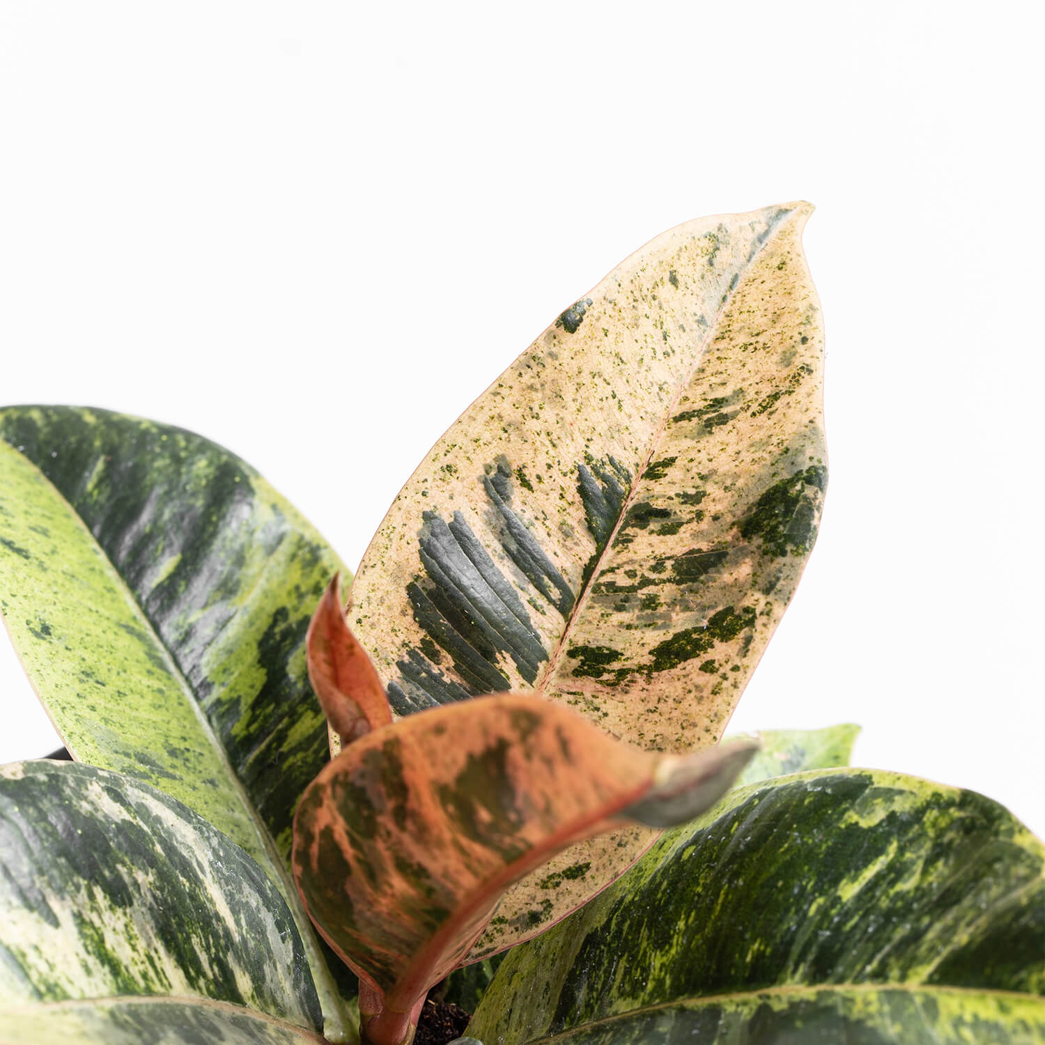 Фикус Эластика Шривериана Муншайн (Ficus Elastica Shivereana cv Moonshine) D6см