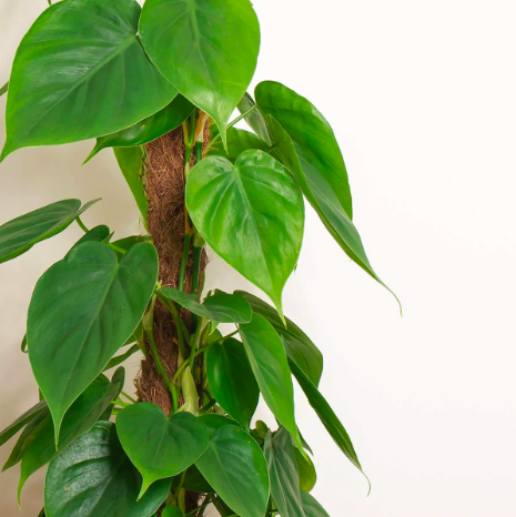 Филодендрон Сканденс Зеленый (Philodendron Scandens Green) D6см