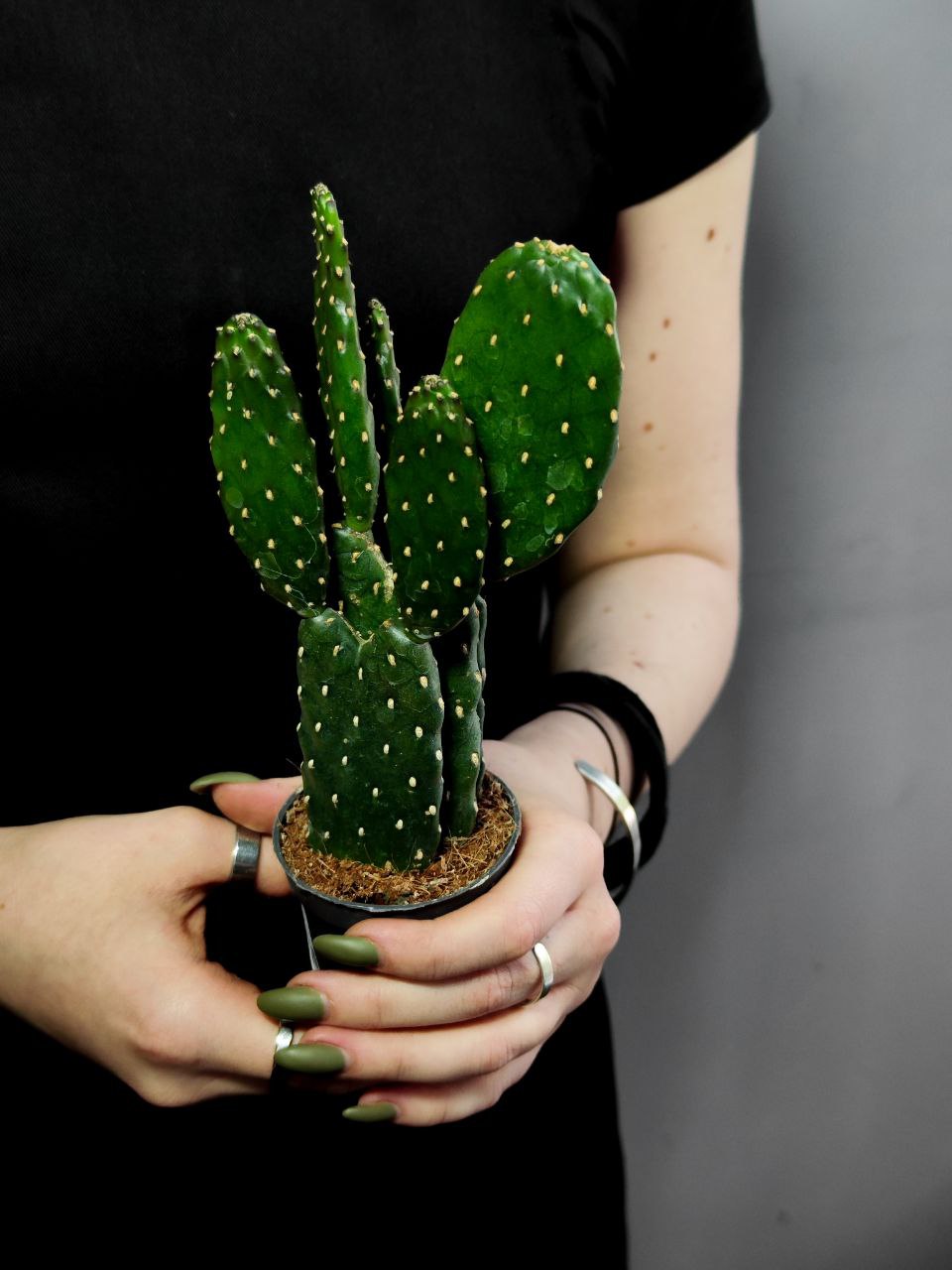 Опунция Рубесценс (Opuntia Rubescens) D6см