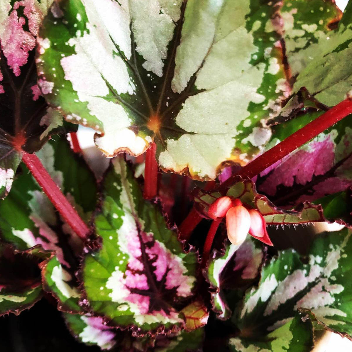 Бегония Рекс Аляска Крик (Begonia Beleaf Alaska Creek) D12см
