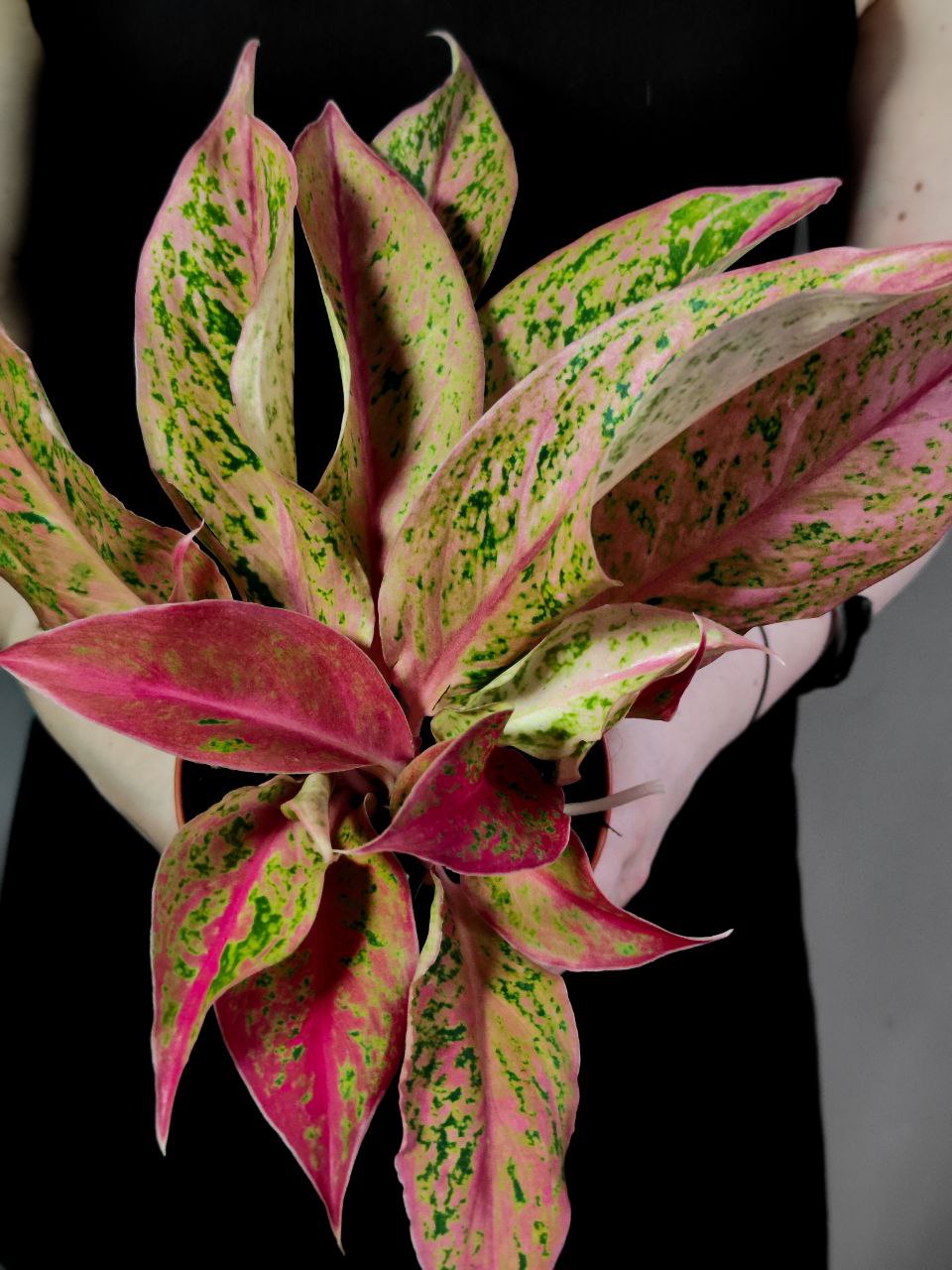 Аглаонема Престиж (Aglaonema Prestige) D12см