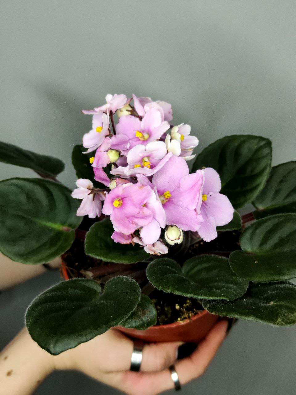 Сенполия Нежно-Розовая, или Фиалка (Saintpaulia Pink) D10см