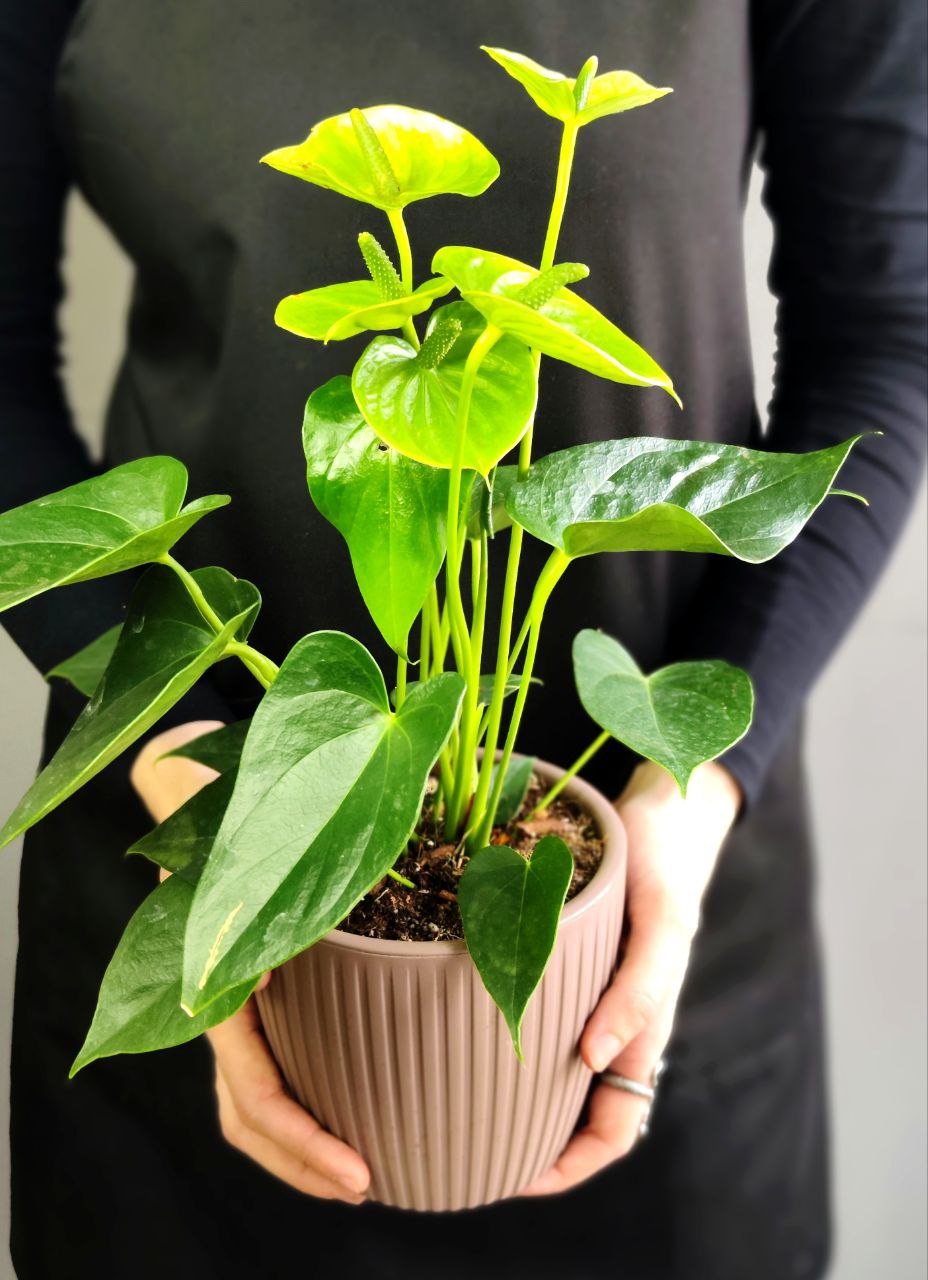 Антуриум Андре Микс (Anthurium Аndraeanum Mix), пересаженный D12см