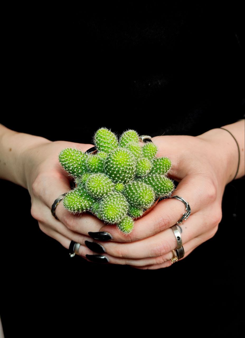 Кактус Ребуция Перплекса (Rebutia Perplexa) D5см