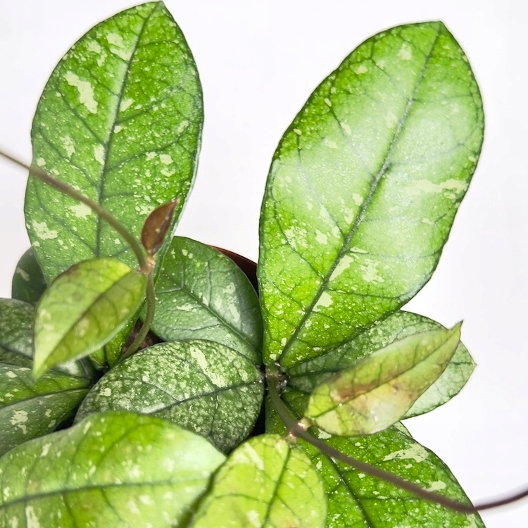Хойя Крассиопетиолата Сплеш Раунд Лиф (Hoya Сrassipetiolata Splash Round Leaf) D12см
