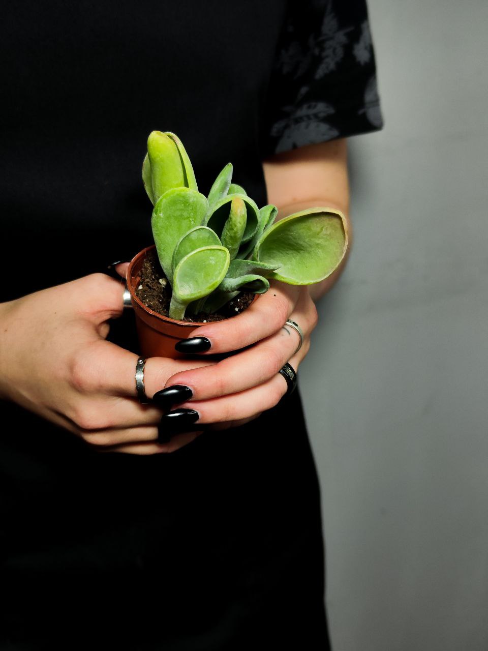 Каланхоэ Орикула Грин (Kalanchoe Oricula Green) D5см