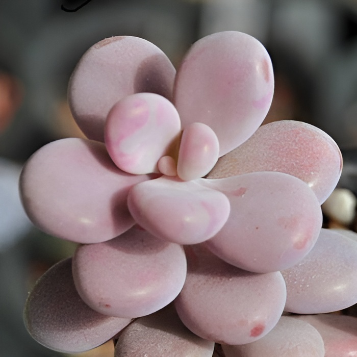 Пахифитум Момобиджин (Pachyphytum Momobijn) D5см