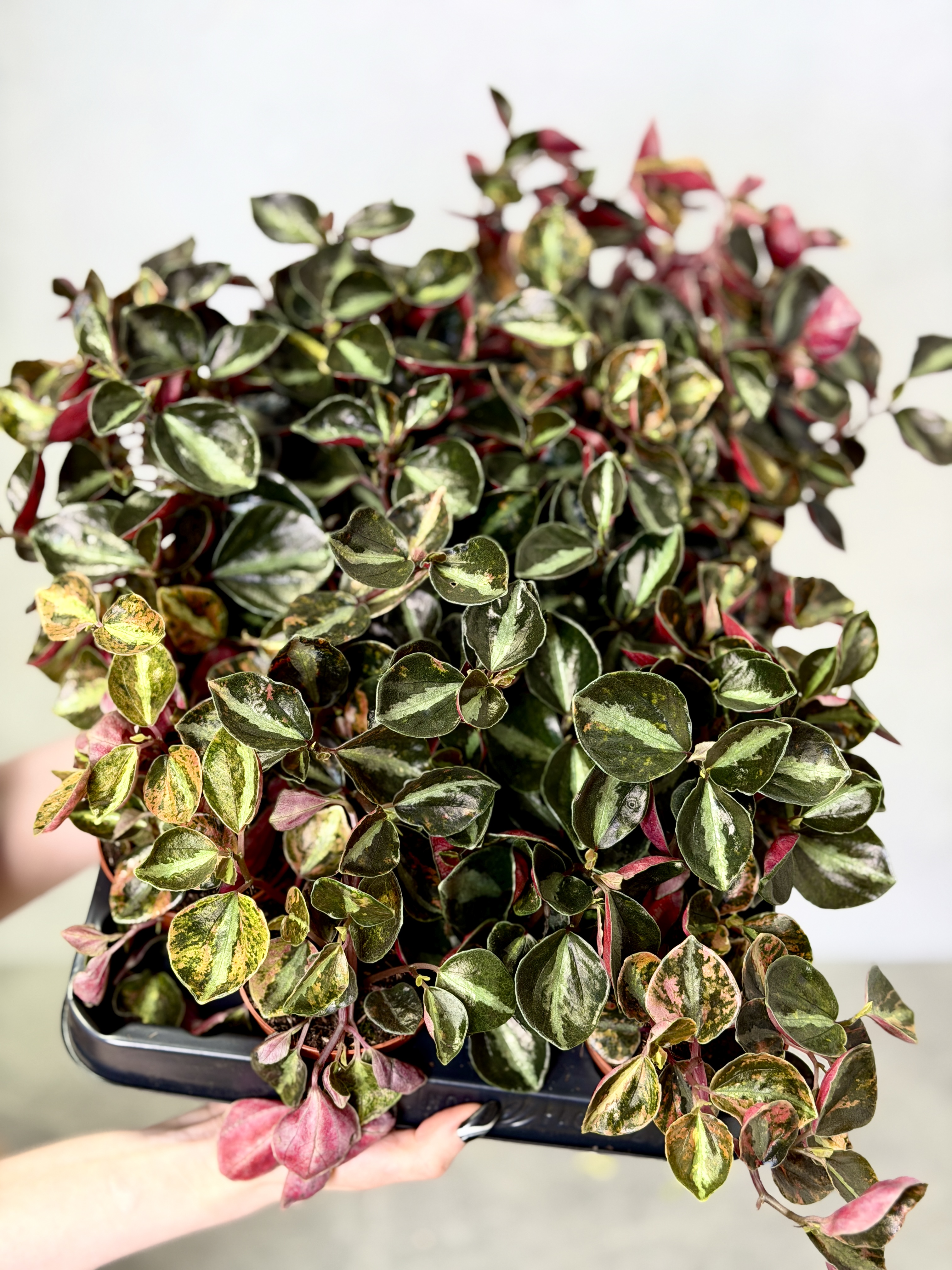 Пеперомия Крем Брюле (Peperomia Creme Brulee) D8см