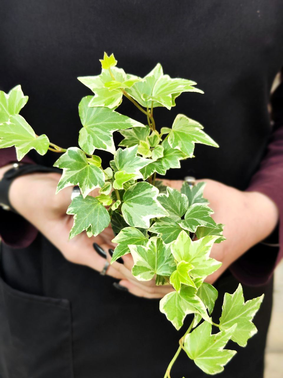 Хедера Хеликс Вариегата, Плющ (Hedera Helix Variegata) D6см