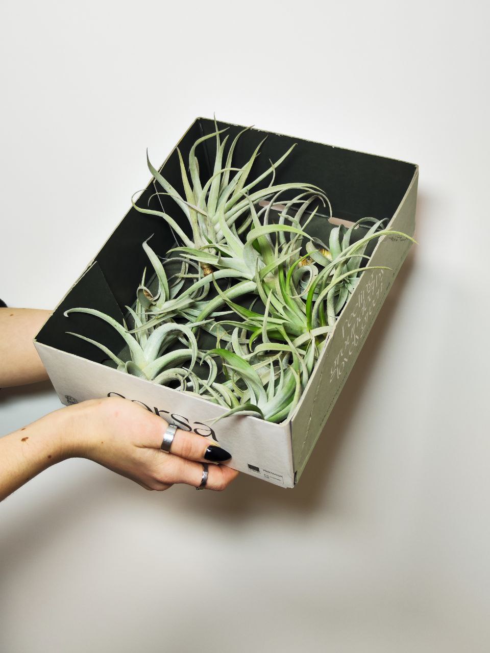 Тилландсия Харриса (Tillandsia Harrisii)