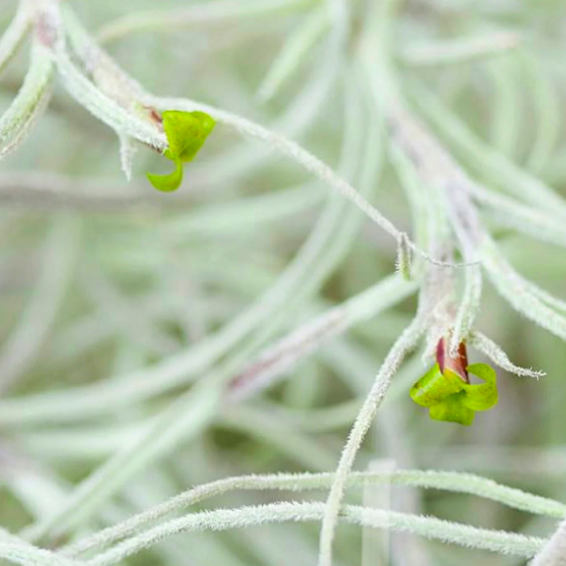 Тилландсия Уснеевидная XL (Tillandsia Usneoides)