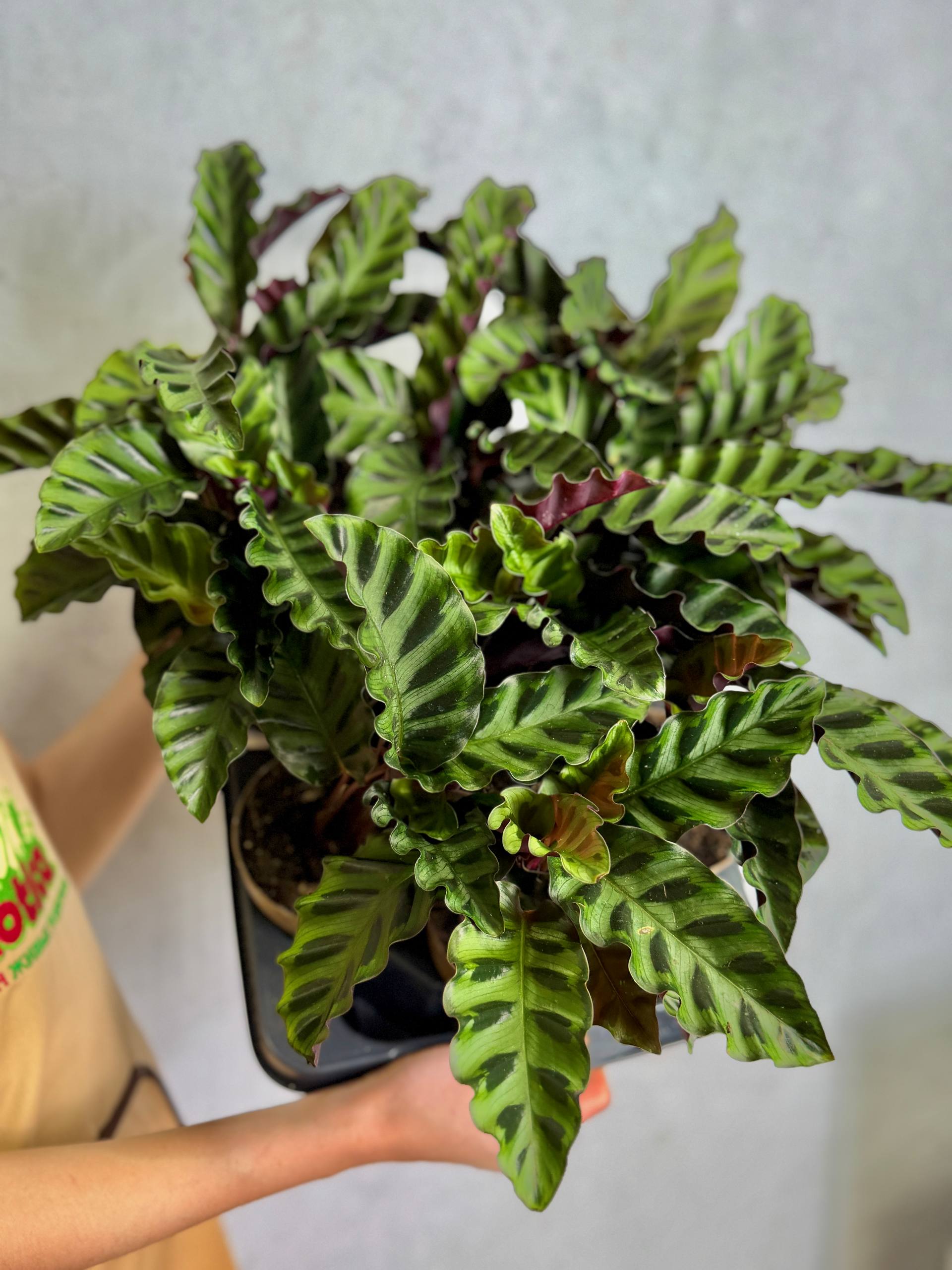 Калатея Гандерси (Calathea Gandersii) D11см
