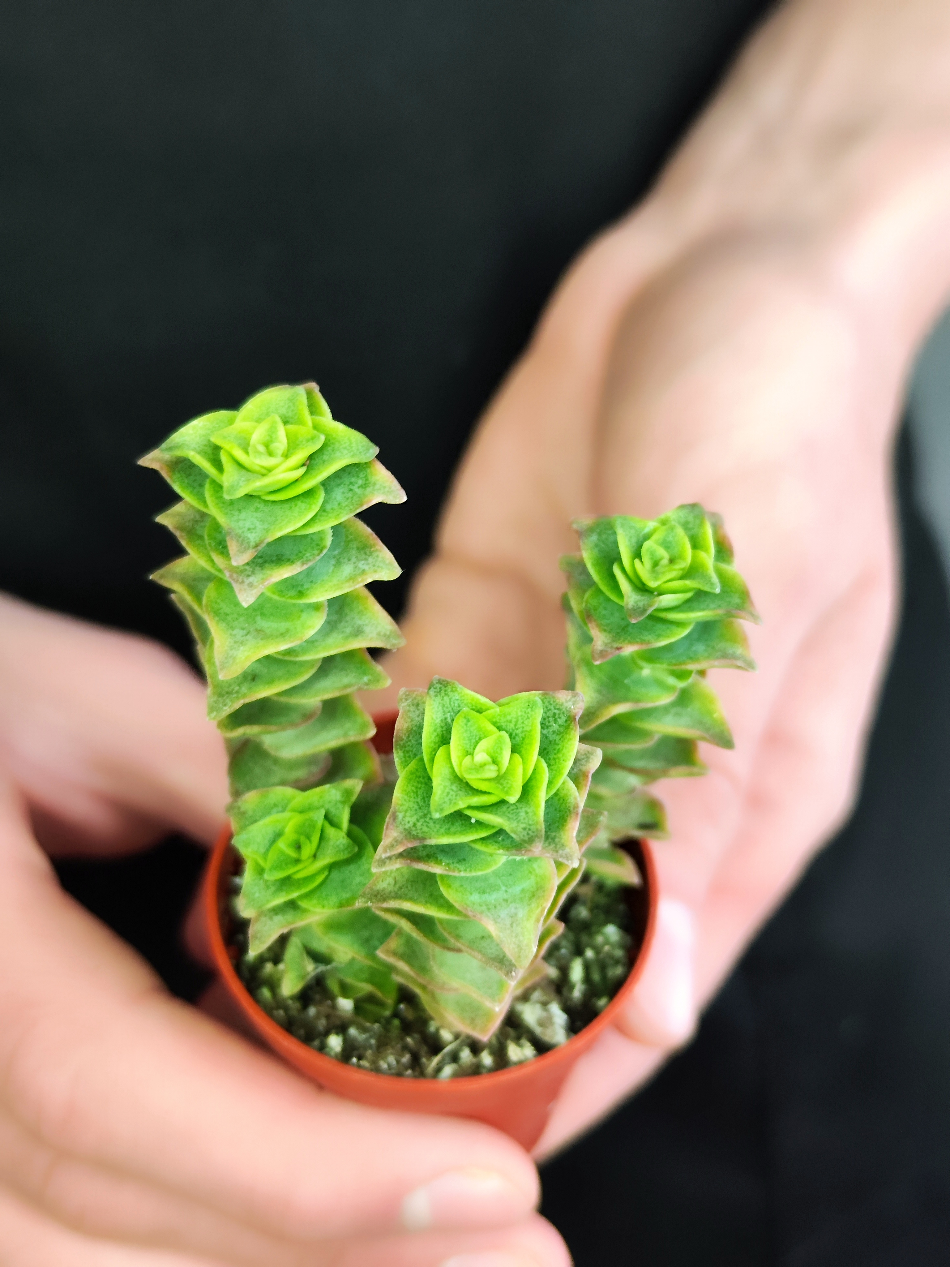Крассула Перфората Недовариегата (Сrassula Perforata Variegata) D5см