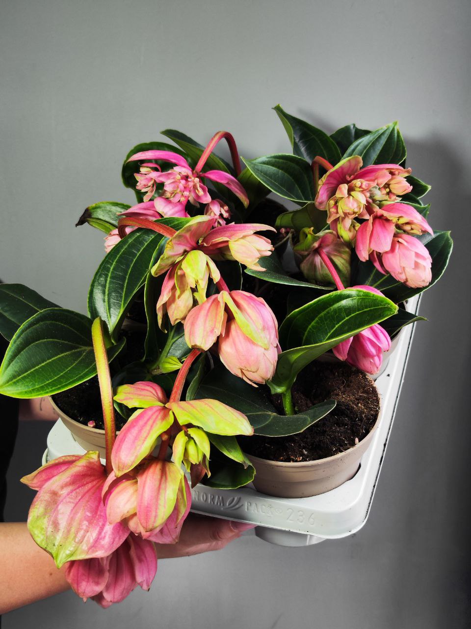 Мединилла Кэнди Пикколино (Medinilla Candy Piccolino) D14см