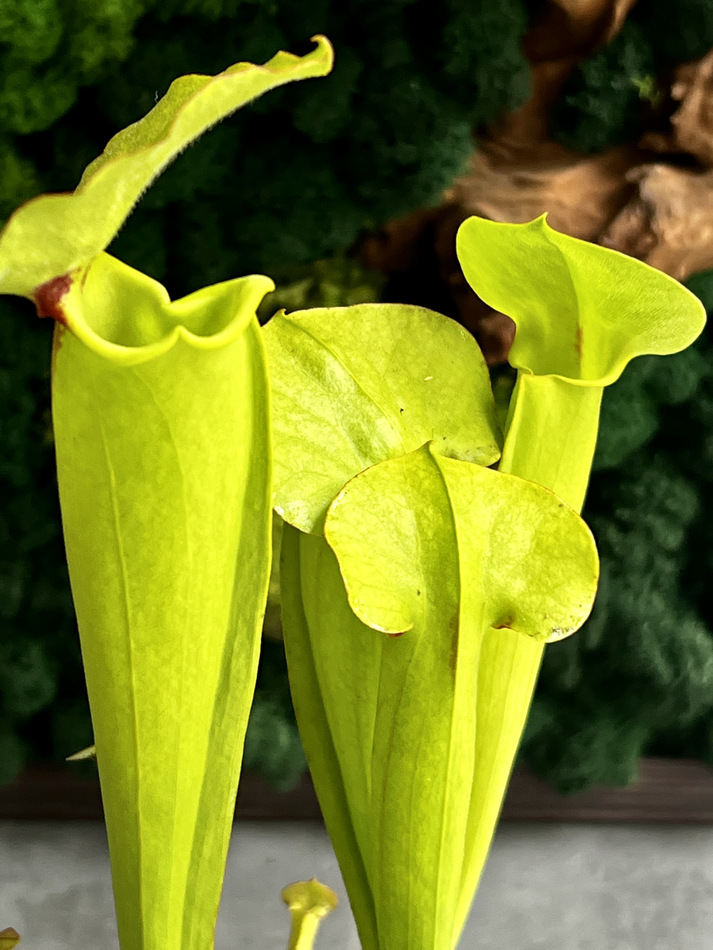Саррацения Флава Гигантея (Sarracenia Flava Gigantea) D9см