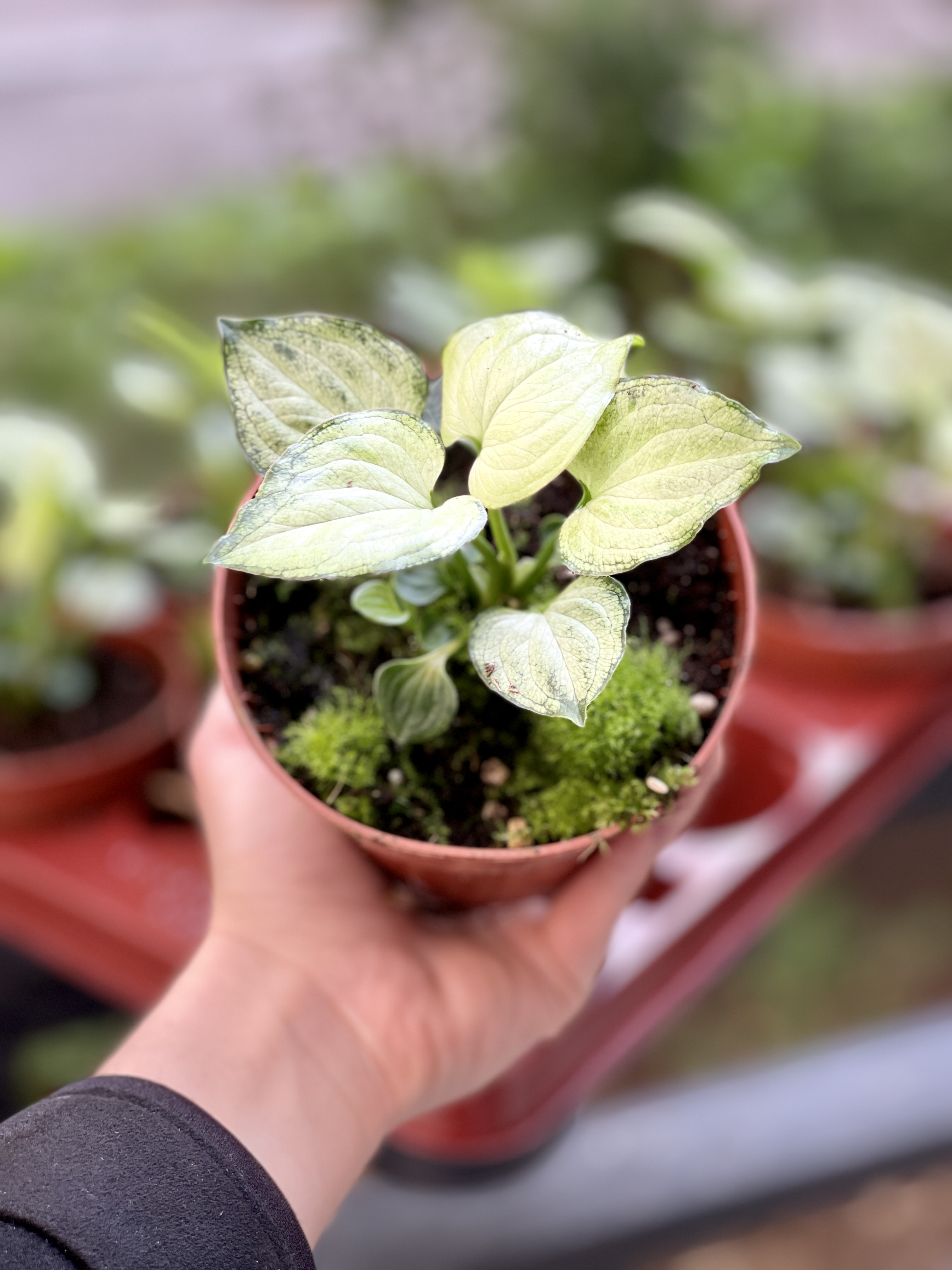 Сингониум Мышиные Ушки (Syngonium Mouse Ears) D10см