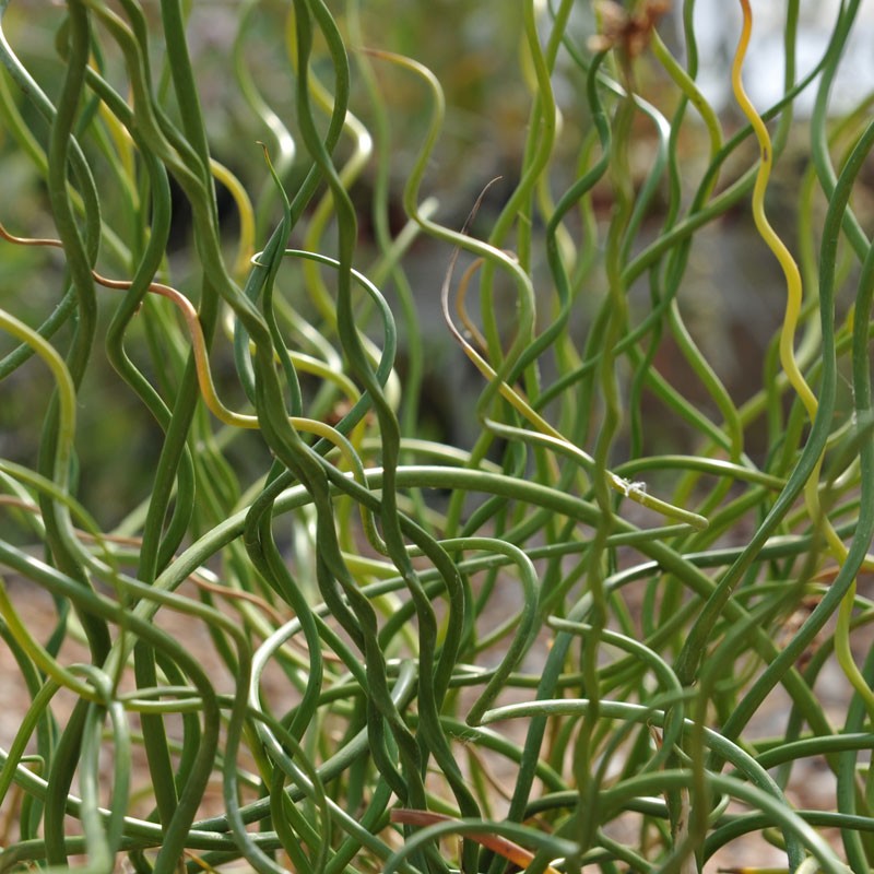 Джункус Спиралис, или Ситник (Juncus Spiralis) D6см