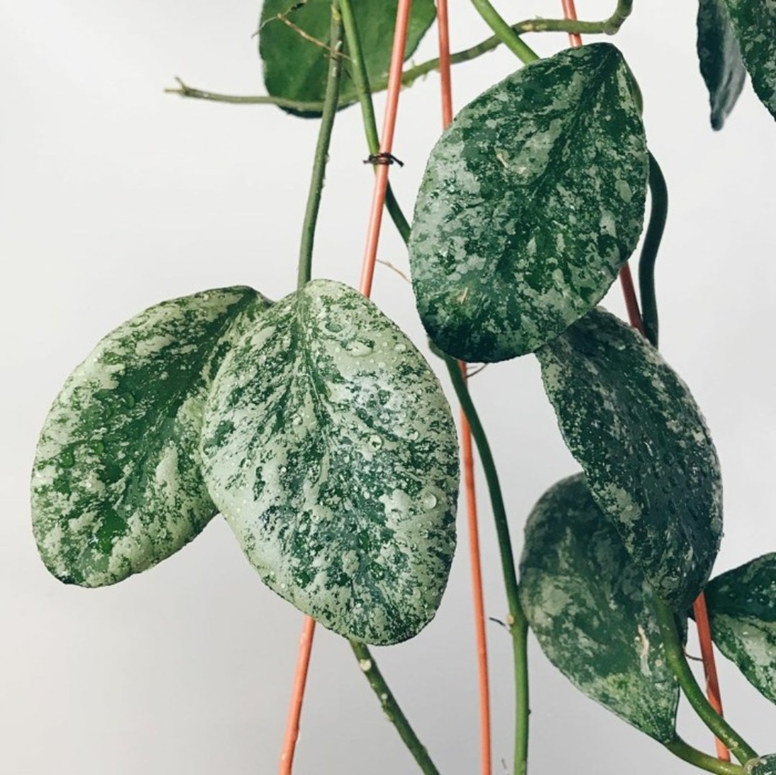 Хойя Веймани Сплеш (Hoya Waymaniae Kapuas) D10см