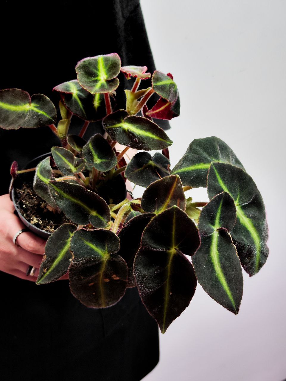 Бегония Рекс Листада (Begonia Rex Listrada) D12см