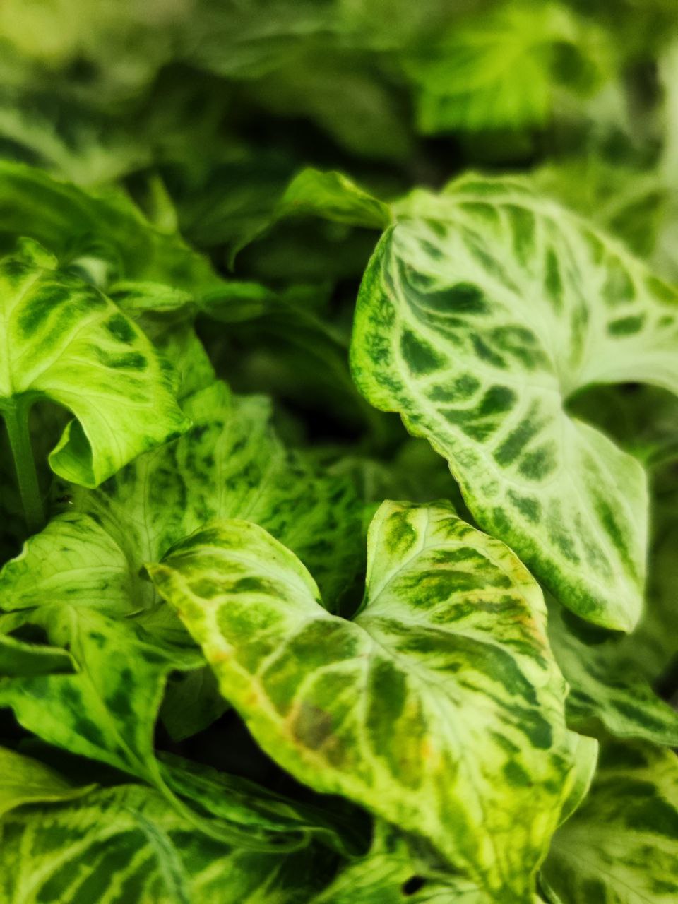 Сингониум Батик (Syngonium Batik) D11см