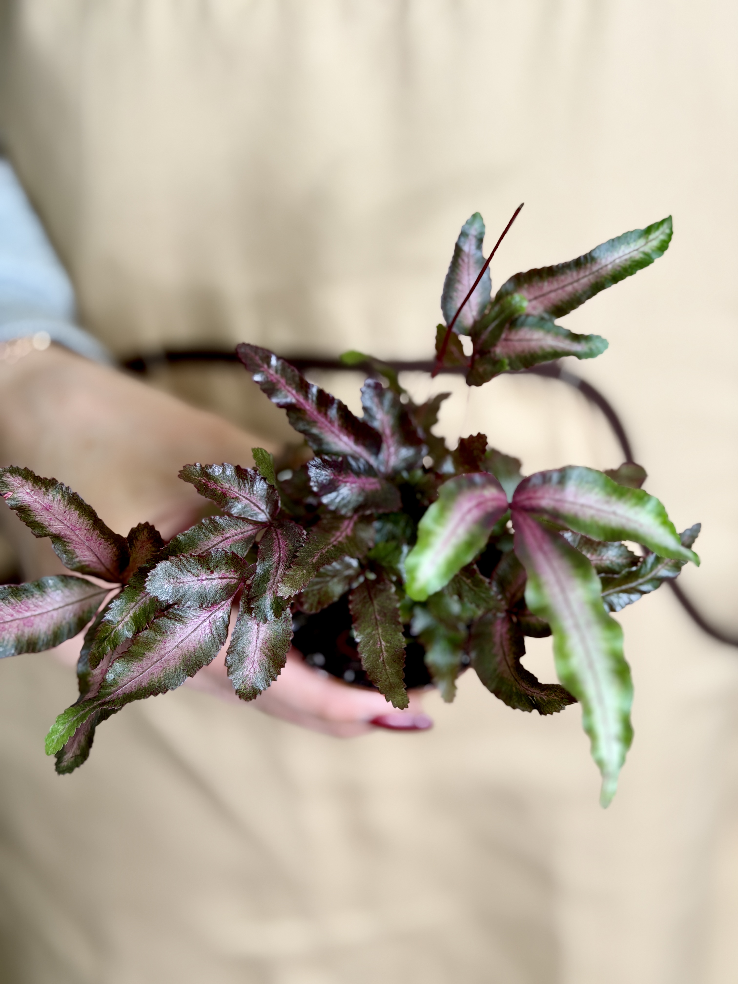 Птерис Критский Альболинеата Мейк Ап (Pteris Cretica Albolineata Make-upz) D7см