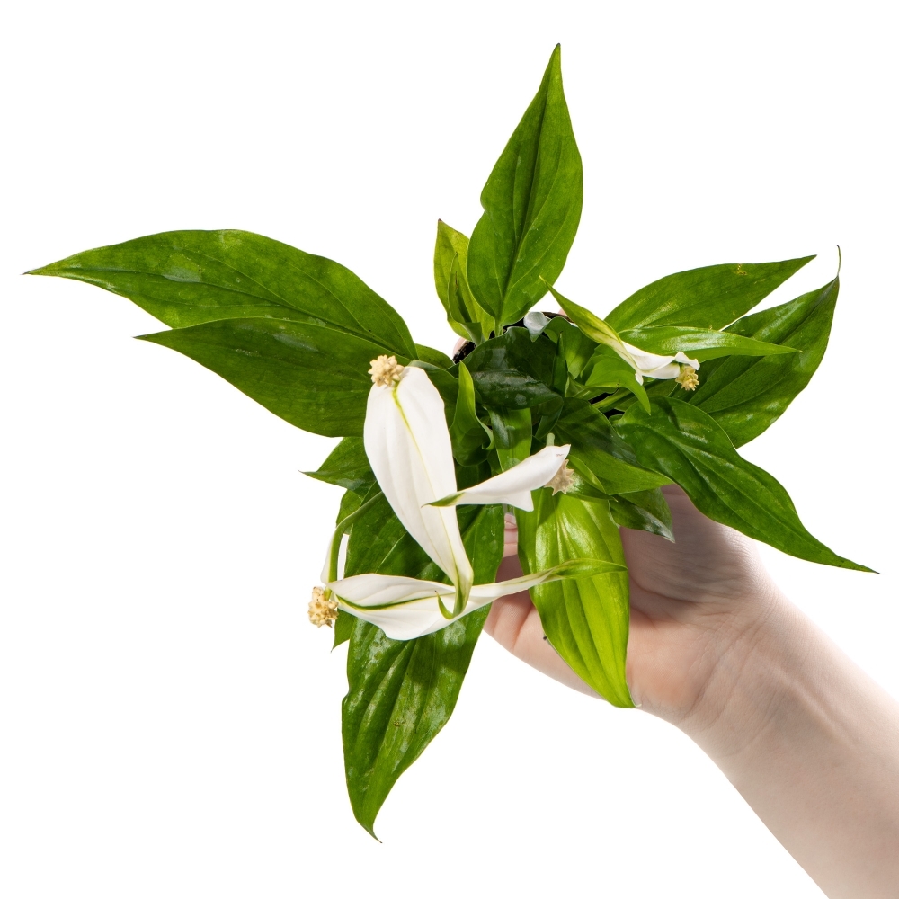 Спатифиллум Перл Купидо (Spathiphyllum Pearl Cupido) D7см